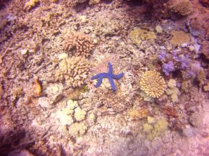 I was so pleased to see a starfish in the reef!