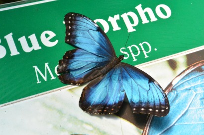 This picture shows a blue butterfly, the Blue Morpho, landed on a sign that says Blue Morpho.