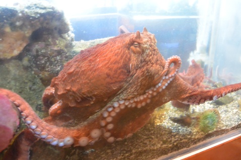 This picture shows an octopus in an aquarium tank.
